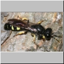 Crabro peltarius - Grabwespe m05 10mm.jpg